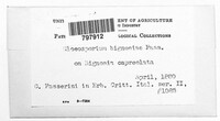Gloeosporium bignoniae image